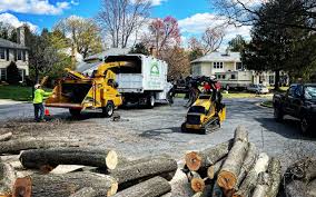 Best Tree Trimming and Pruning  in Savoy, IL