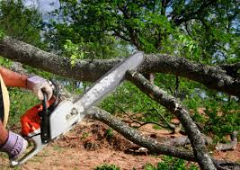 How Our Tree Care Process Works  in  Savoy, IL