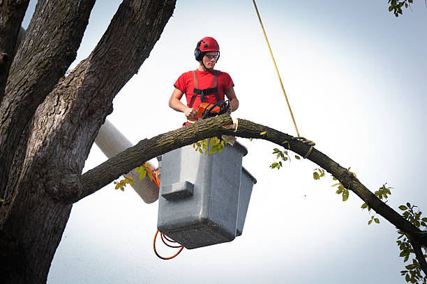 Best Commercial Tree Services  in Savoy, IL