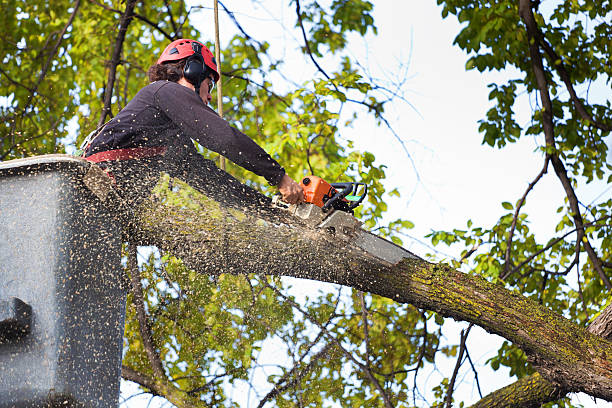 Best Palm Tree Trimming  in Savoy, IL