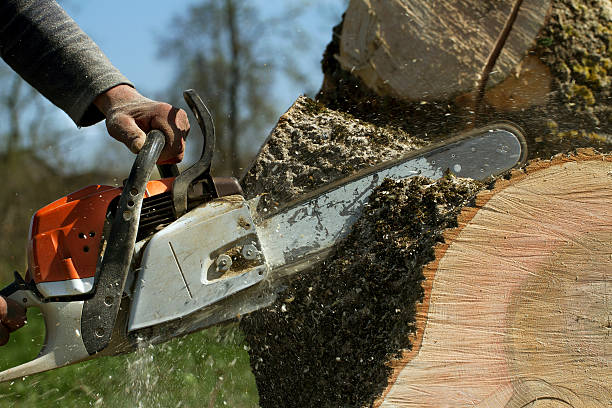 Best Storm Damage Tree Cleanup  in Savoy, IL